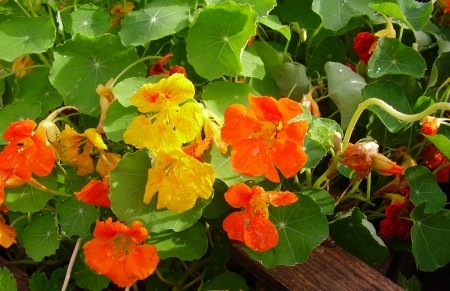 Kapucínka väčšia